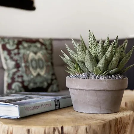 Cactus Kythnos Merichas