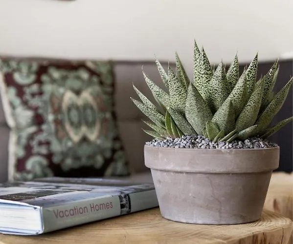 Cactus Kythnos Mérichas